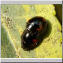 Exochomus quadripustulatus - Vierfleckiger Kugelmarienkaefer 08.jpg